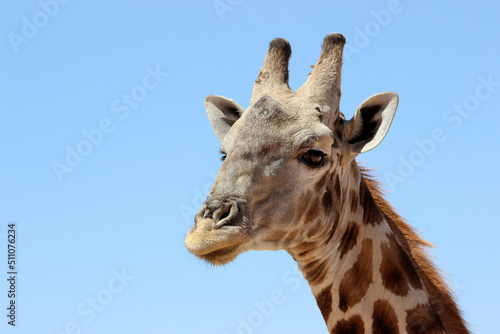 Fototapeta Naklejka Na Ścianę i Meble -  Giraffe in the Kgalagadi