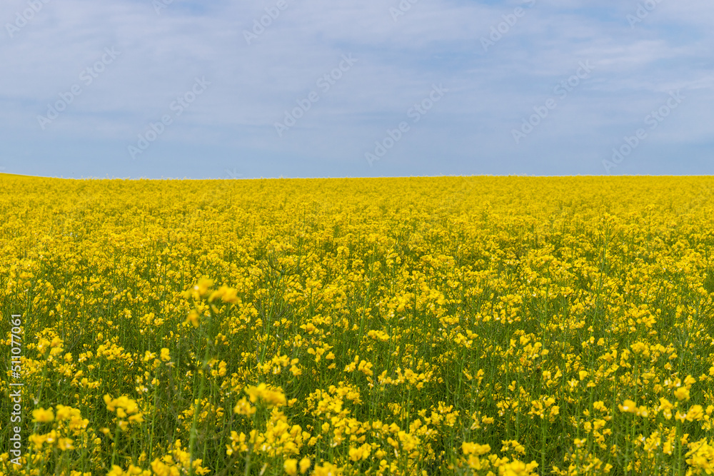 Blooming canola field. Rape on the field in summer. Bright Yellow rapeseed oil. Flowering rapeseed. with blue sky and clouds Blooming canola field. Rape on the field in summer. Bright Yellow rapeseed oil. Flowering rapeseed. with blue sky and clouds
