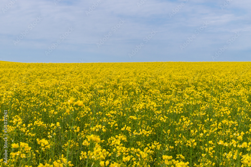 Blooming canola field. Rape on the field in summer. Bright Yellow rapeseed oil. Flowering rapeseed. with blue sky and clouds