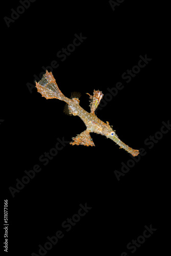 Vertical black macro photo of solenostomus paradoxus or ghost fish lives in the coastal tropical waters of the Indian Ocean and the western Pacific Ocean