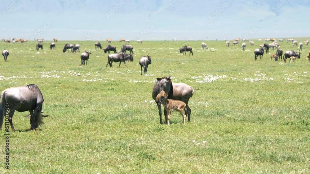 Wildebeest With Calves Graze On A Green Pasture In The Savannah Of Africa Wildebeest With Calves Graze On A Green Pasture In The Savannah Of Africa