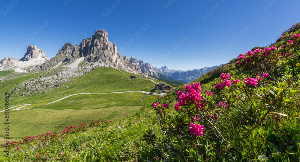 Flowers and mountains at pass Giau in the Dolomites