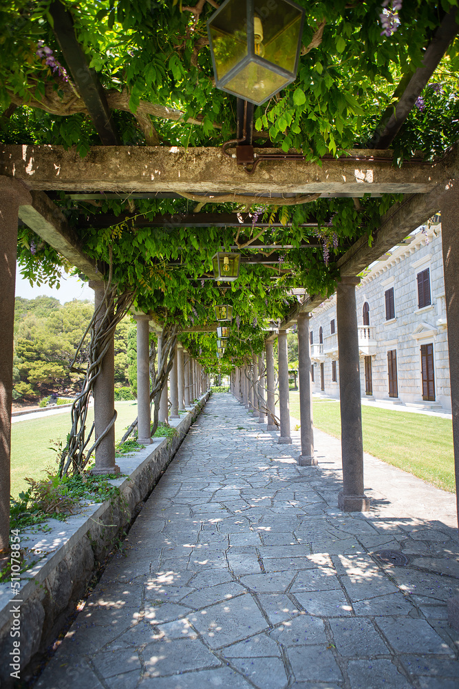 A very beautiful green corridor of weaving trees, a natural tunnel. Travel, tourism.