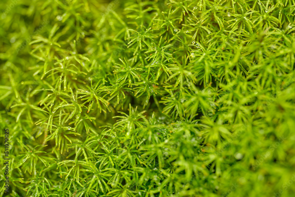 Bank Haircap Moss Polytrichum formosum green background Bank Haircap Moss Polytrichum formosum green background