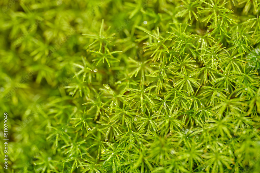 Bank Haircap Moss Polytrichum formosum green background Bank Haircap Moss Polytrichum formosum green background