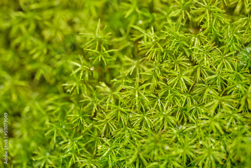 Bank Haircap Moss Polytrichum formosum green background photo