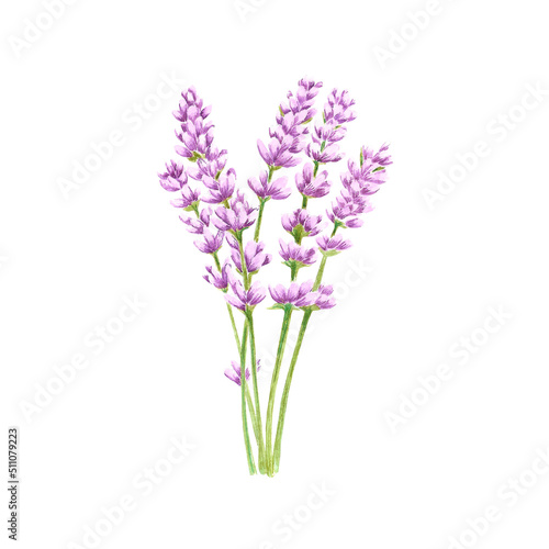 Handdrawn lavender flowers. Watercolor purple lavender element. Scrapbook design, typography poster, invitation, label, banner and card.