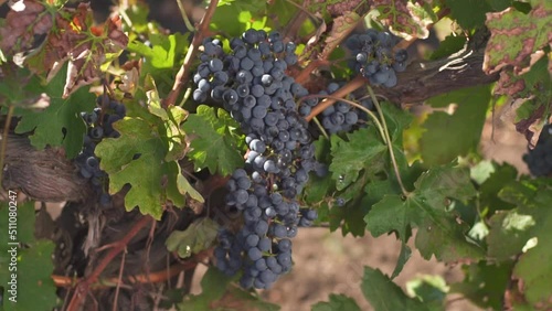 A bunch of grapes, grapes on the vine. Ripe grapes on the vine for making red wine