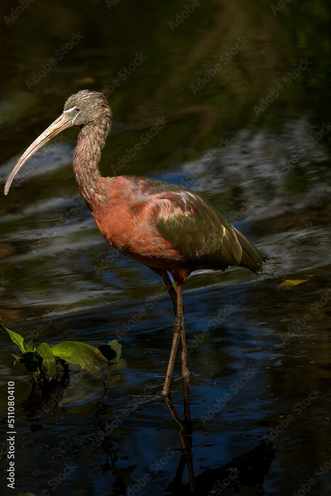 A glossy ibis. The glossy ibis is a wading bird in the ibis family Threskiornithidae. The scientific name derives from Ancient Greek meaning A glossy ibis. The glossy ibis is a wading bird in the ibis family Threskiornithidae. The scientific name derives from Ancient Greek meaning