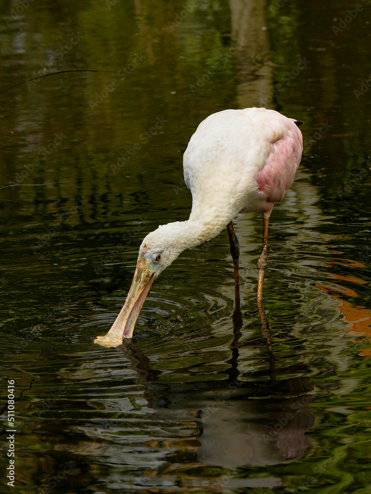 The roseate spoonbill (Platalea ajaja) (sometimes placed in its own ...