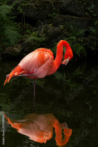 An American Flamingo in Florida. Flamingos are a type of wading bird in the family Phoenicopteridae  the only bird family in the order Phoenicopteriformes.