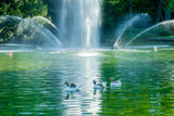 fountain in the park with ducks