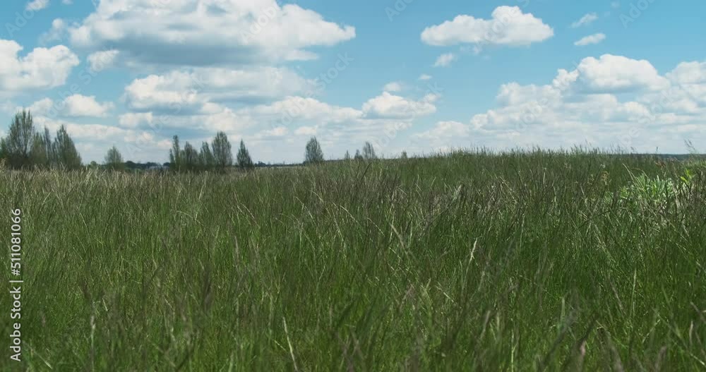 Ideal rural landscape. Blue sky, white clouds, green grass, swaying in the wind. No people. Ideal rural landscape. Blue sky, white clouds, green grass, swaying in the wind. No people.