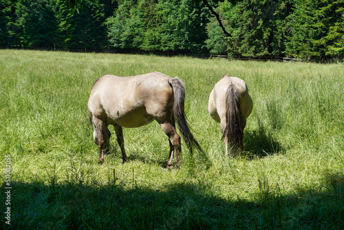 Polish Konik - two brown horses