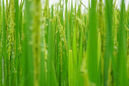 Close up view of rice plant is growing, blur background.
