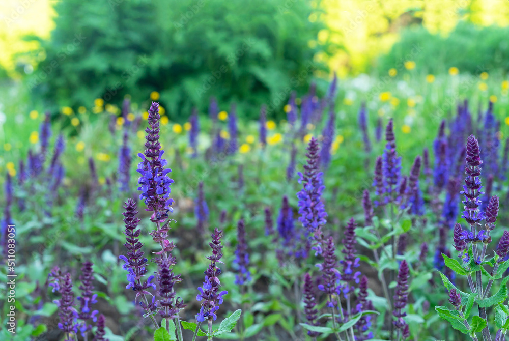 Purple sage flowers. Perennial sage (Salvia nemorosa) is a medicinal plant and food spice. Purple sage flowers. Perennial sage (Salvia nemorosa) is a medicinal plant and food spice.