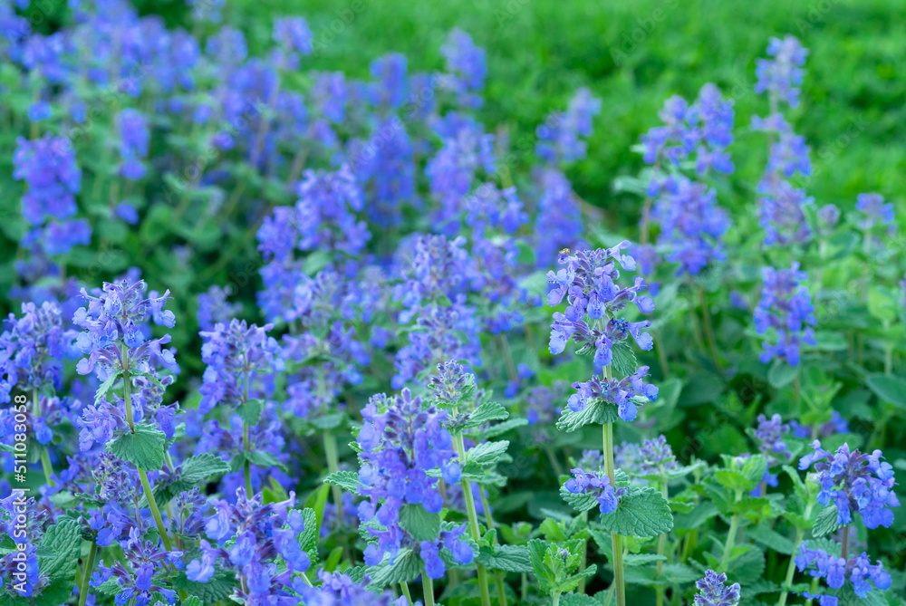 Obraz premium Catnip (Nepeta racemosa) blooms in the summer garden. Blue catmint flowers.