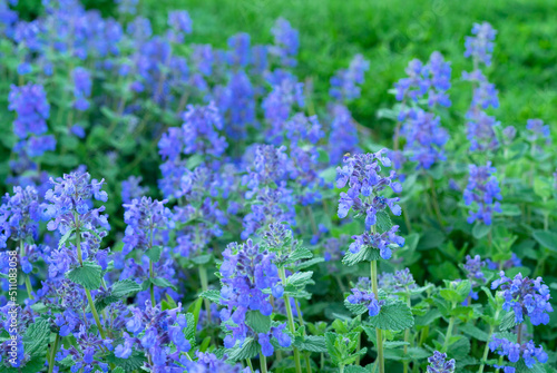 Catnip (Nepeta racemosa) blooms in the summer garden. Blue catmint flowers. photo