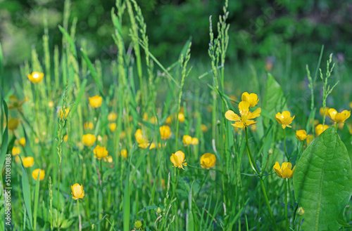 Meadow buttercup, tall buttercup, giant buttercup. Buttercup yellow flowers on green grass background.