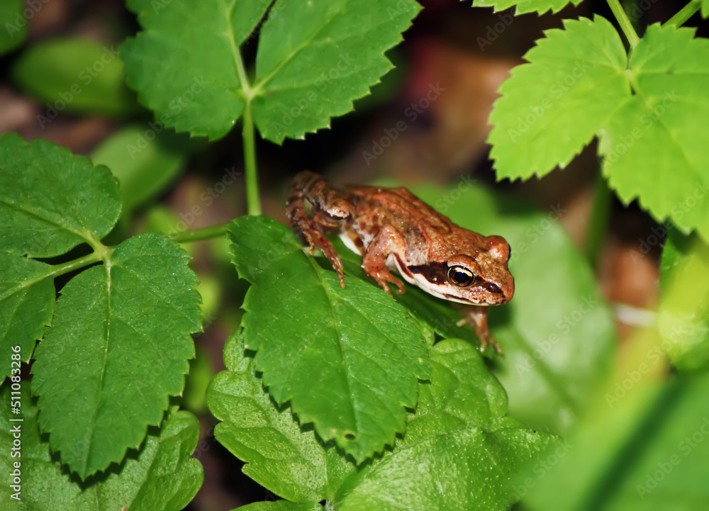Fototapeta premium Frog sitting on green leaves. 
