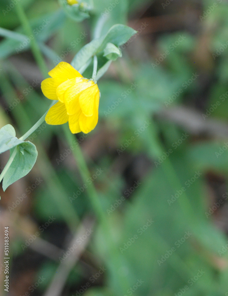 Flor amarillo con fondo difuminado con blasgraun