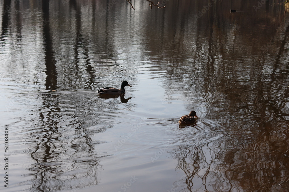 ducks ducks