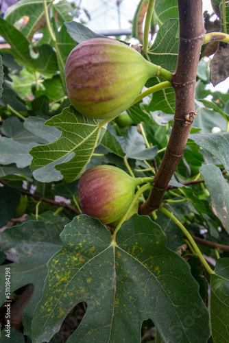 Organic fig ripening