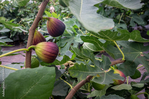 healthy organic fig ready to harvest2