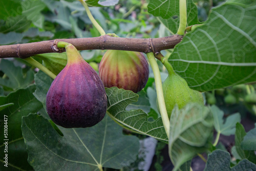 fig fruit