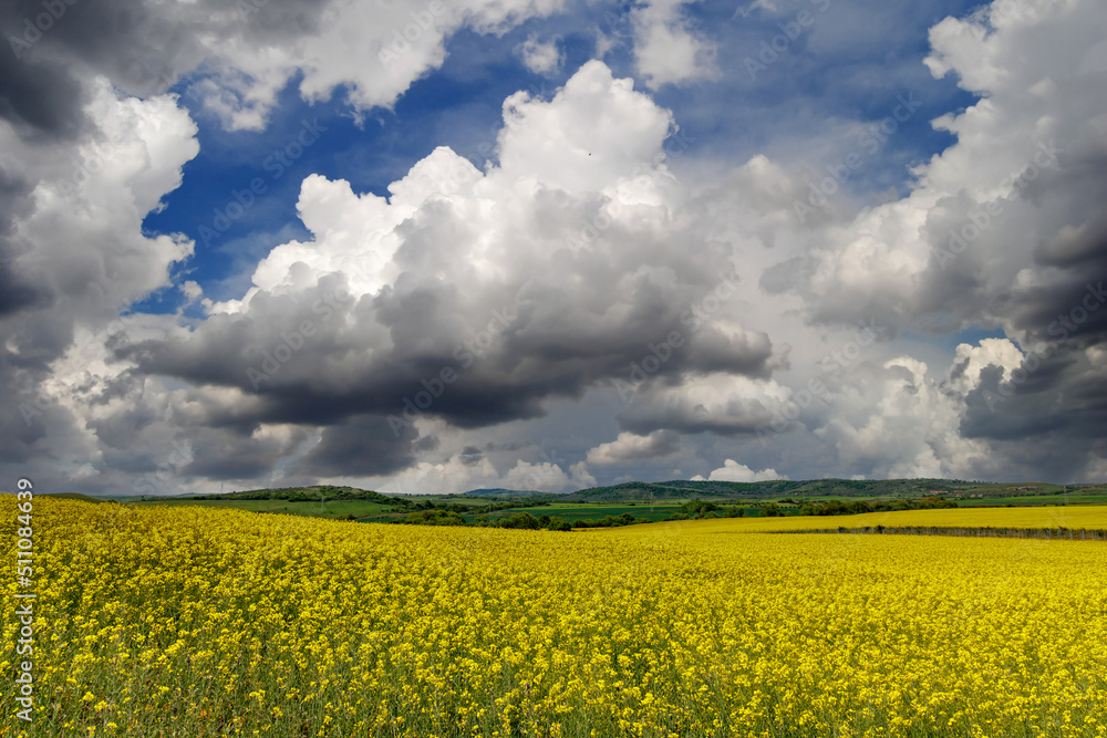 Fields with blooming rapeseed under cloudy sky