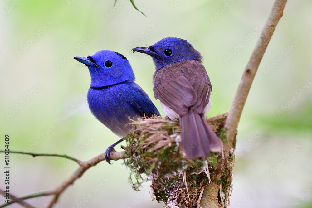Fototapeta premium beautiful wildlife when parent birds gethering perching on nest protecting their chicks just after born, black-naped monarch blue flycatcher