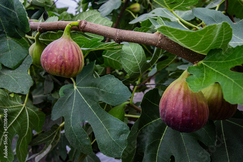 a couple of organic figs ripening