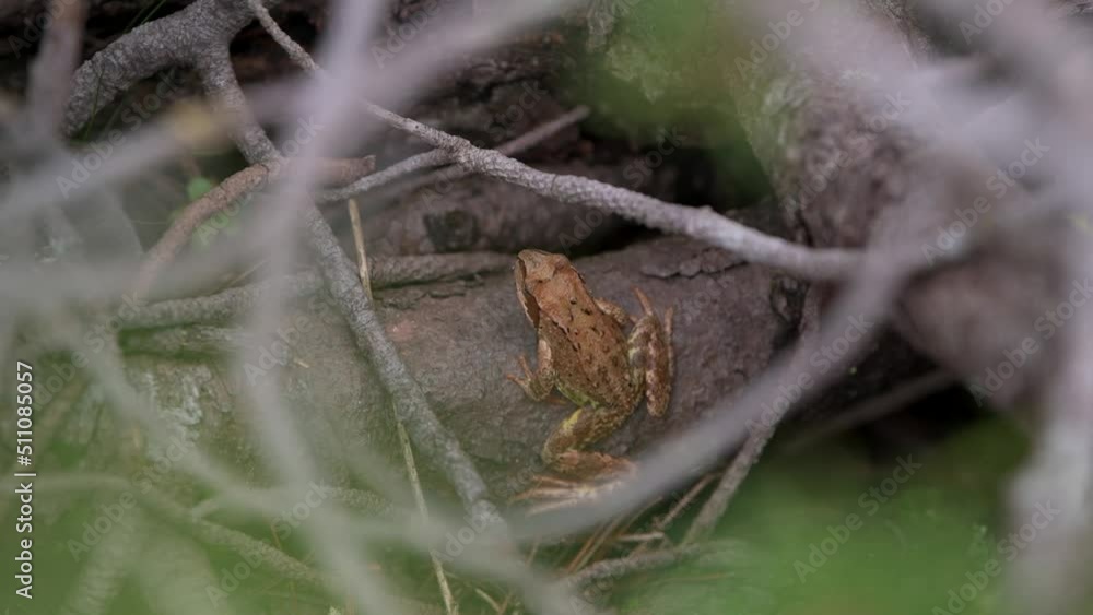 4k wildlife video with an agile frog (Rana dalmatina), an European frog filmed between the branches of some trees in the mountain 4k wildlife video with an agile frog (Rana dalmatina), an European frog filmed between the branches of some trees in the mountain