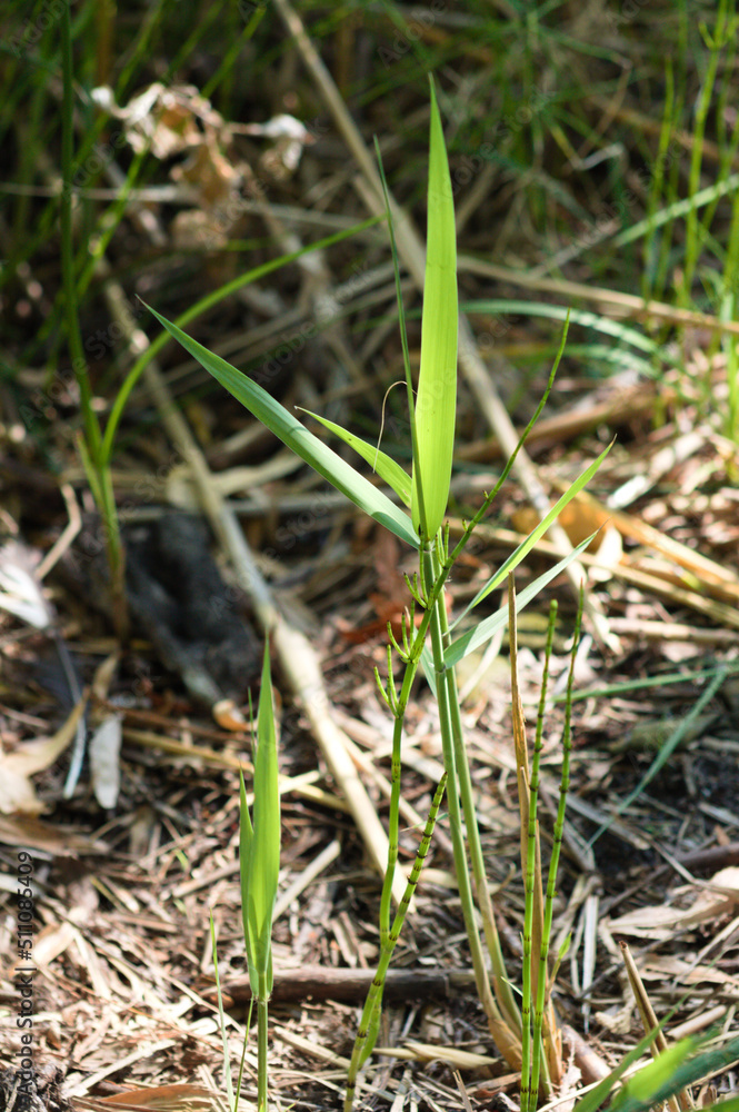 Closeup of small common reed plant with selective focus on foreground Closeup of small common reed plant with selective focus on foreground