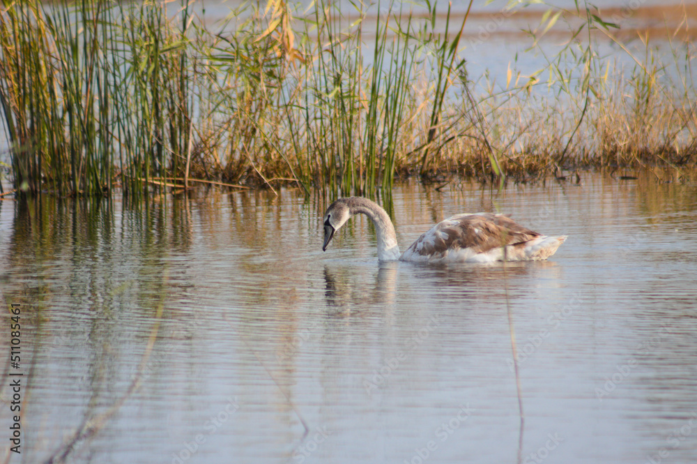 Closeup of swan searching on water with reed reflections Closeup of swan searching on water with reed reflections