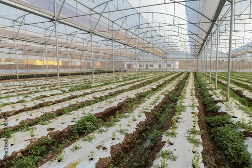 Large sustainable greenhouse production2