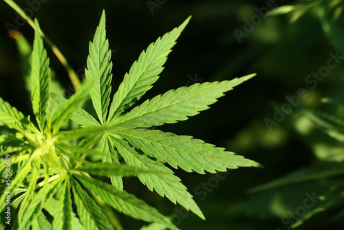 Natural background with marijuana leaves