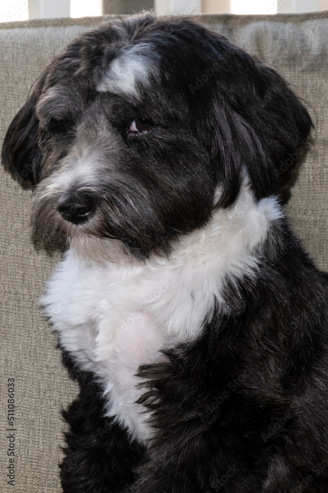 Tibetan Terrier close up