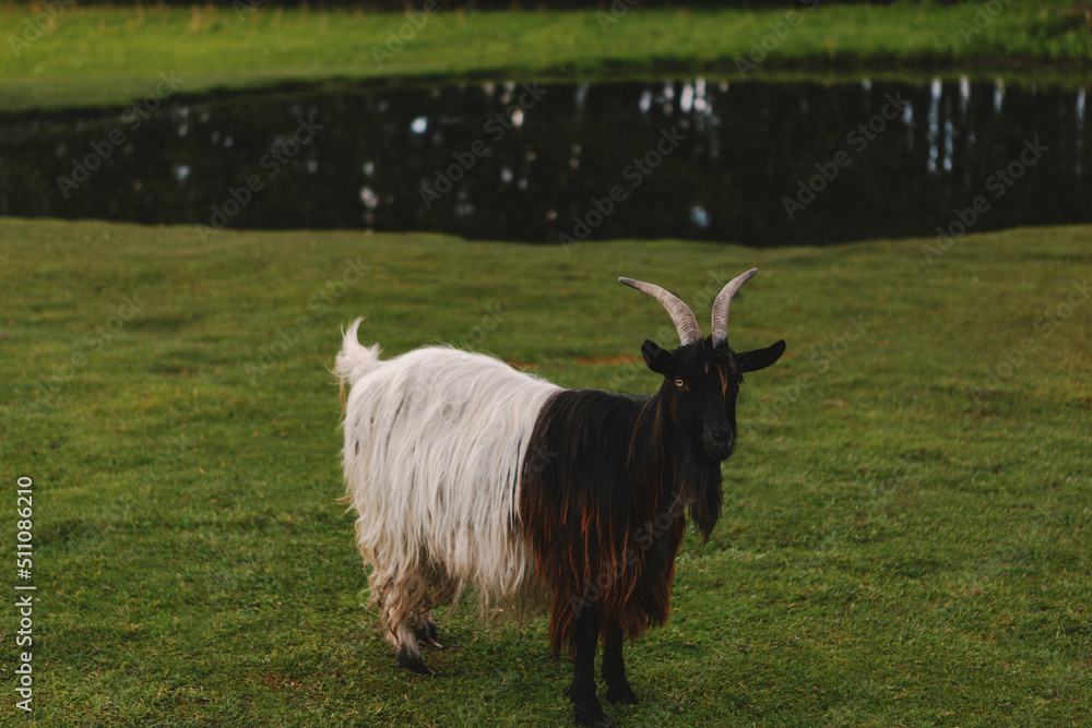 Fototapeta premium A beautiful goat with horns by the lake