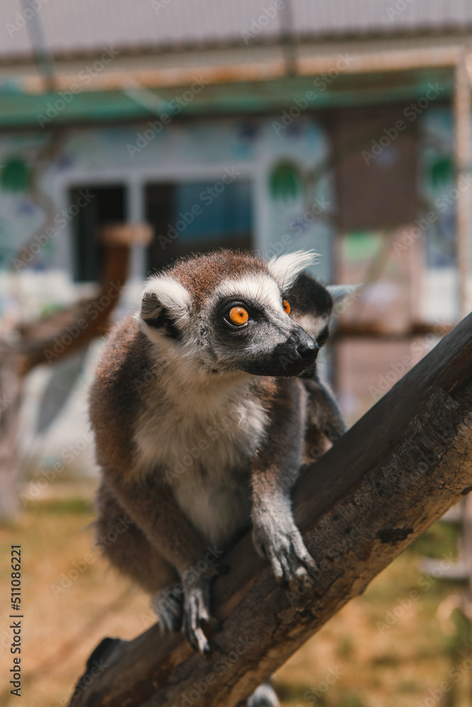 Obraz premium Lemurs and their babies resting and walking outside in the park