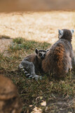 Lemurs and their babies resting and walking outside in the park