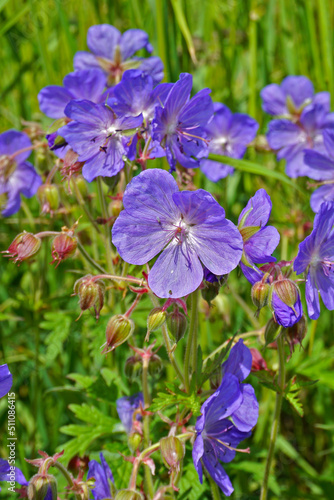 Wiesen-Storchschnabel; Geranium pratense; meadow cranesbill