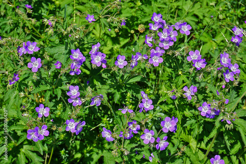 Fototapeta Naklejka Na Ścianę i Meble -  Wald-Storchschnabel; Geranium sylvaticum; Twood cranesbill; woodland geranium