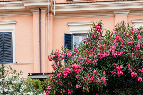 The pink oleander flowers bush in the garden © Marinesea