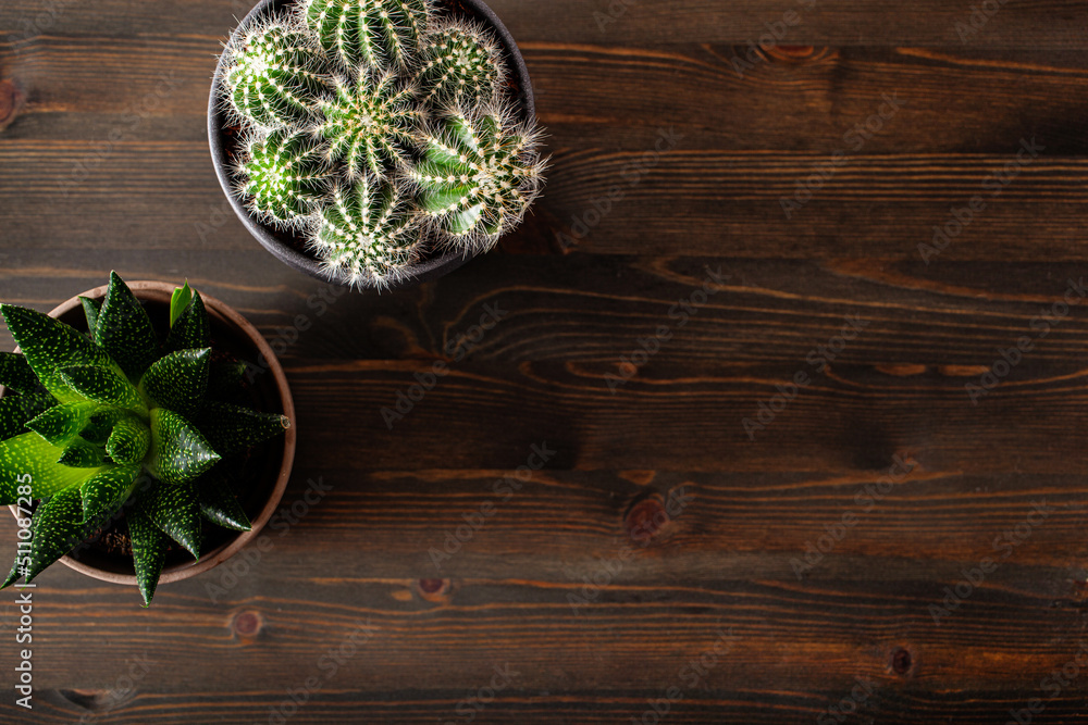 green houseplants flat lay cactus succulent gasteria duval, parodia warasii green houseplants flat lay cactus succulent gasteria duval, parodia warasii