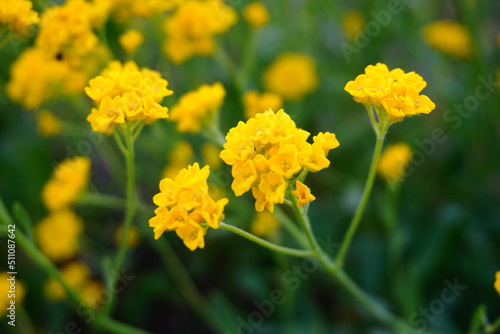 Smagliczka skalna wiosenne żółte kwiaty na skalniak 