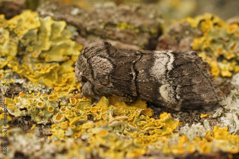Closeup on an oak marbled brown moth, Drymonia querna sitting on wood Closeup on an oak marbled brown moth, Drymonia querna sitting on wood