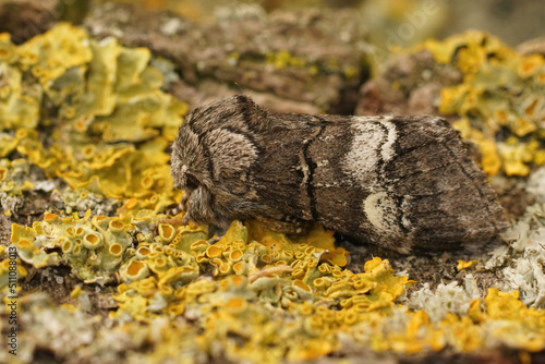 Closeup on an oak marbled brown moth, Drymonia querna sitting on wood