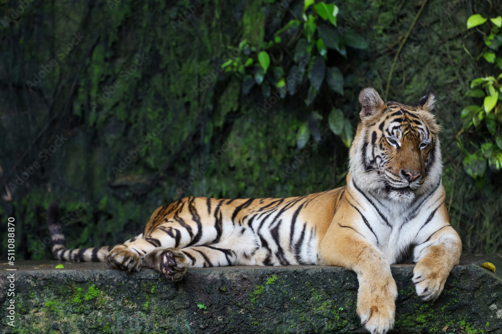 Close up bengal tiger is beautiful animal and dangerous in forest Close up bengal tiger is beautiful animal and dangerous in forest