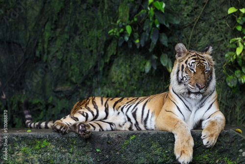 Close up bengal tiger is beautiful animal and dangerous in forest